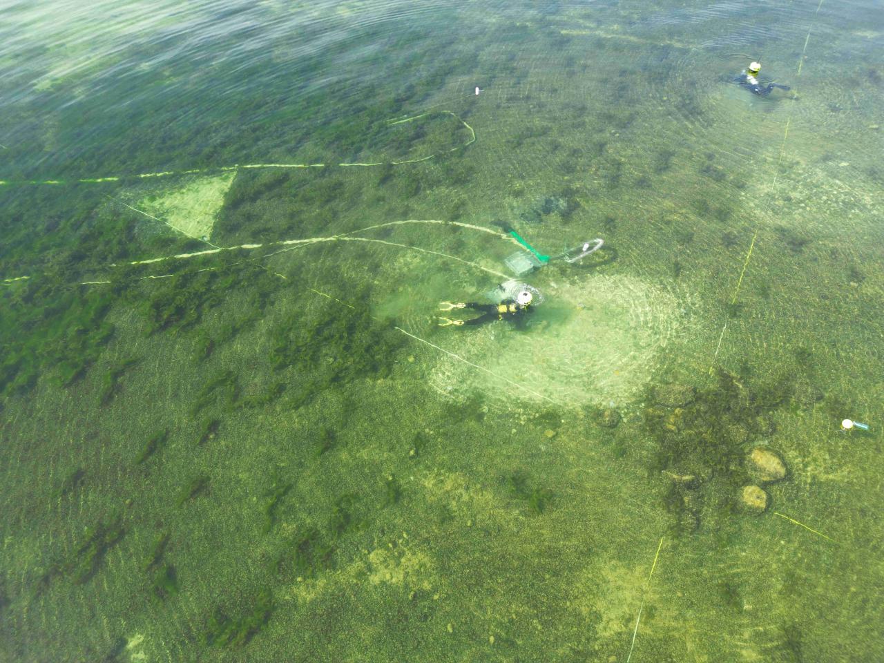 Prospektionen unter Wasser im Traunsee vor dem Naturschutzgebiet Hollereck.