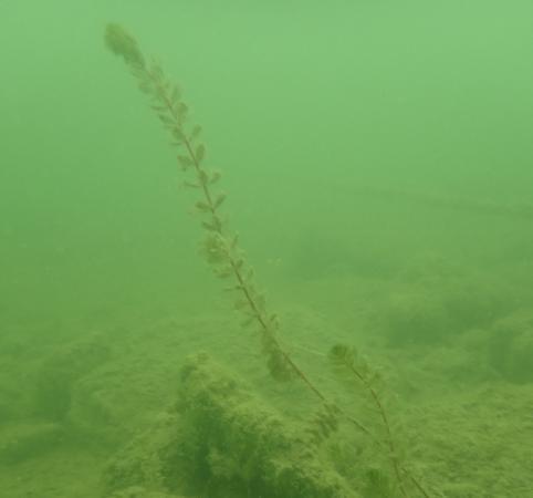 Aufgrund der warmen Wassertemperaturen wachsen die Algen noch sehr gut.