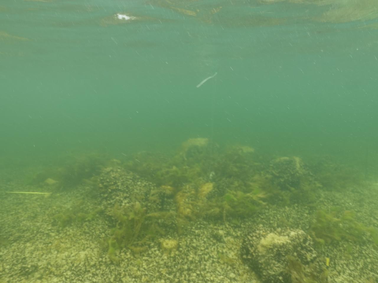 Ein Steinhügel im Traunsee, auf der Untiefe vor dem Naturschutzgebiet Hollereck.